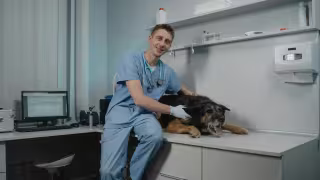 Dog