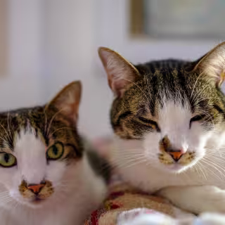 Cats