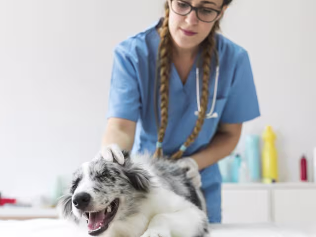 Smiling dog