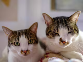 Cats