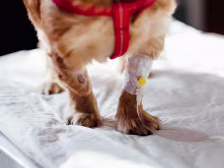 Dog's paw