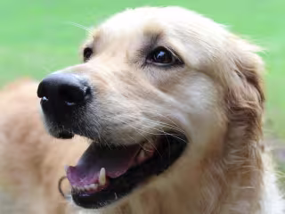 smile dog