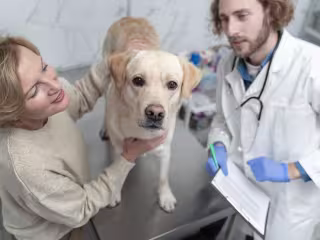 Doctors and the dog
